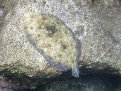 Peacock Flounder (14